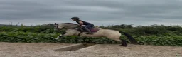 Allround hästar till salu: Beautiful Connemara mare! - Annons 13
