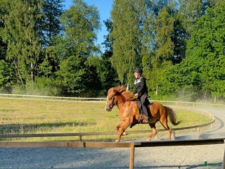 hästar i Backaryd - Annons 18