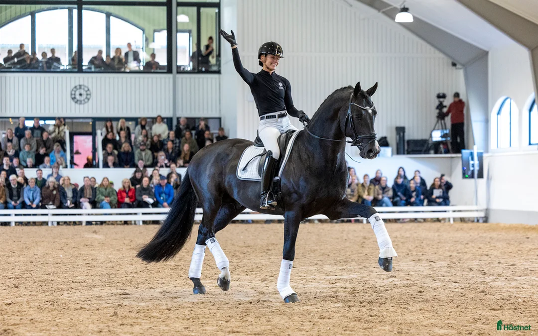 Avelshästar hästar till salu: Fantastiskt avelssto som är dräktigt 🩷 - Annons 8