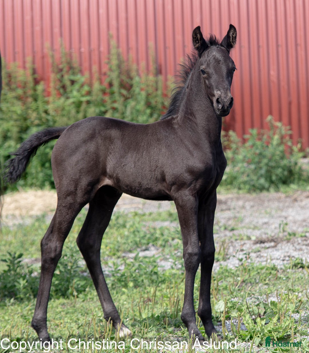 Dressyr hästar till salu: 2 hingstföl och ett stoföl dressyr i Norrtälje - Annons 3