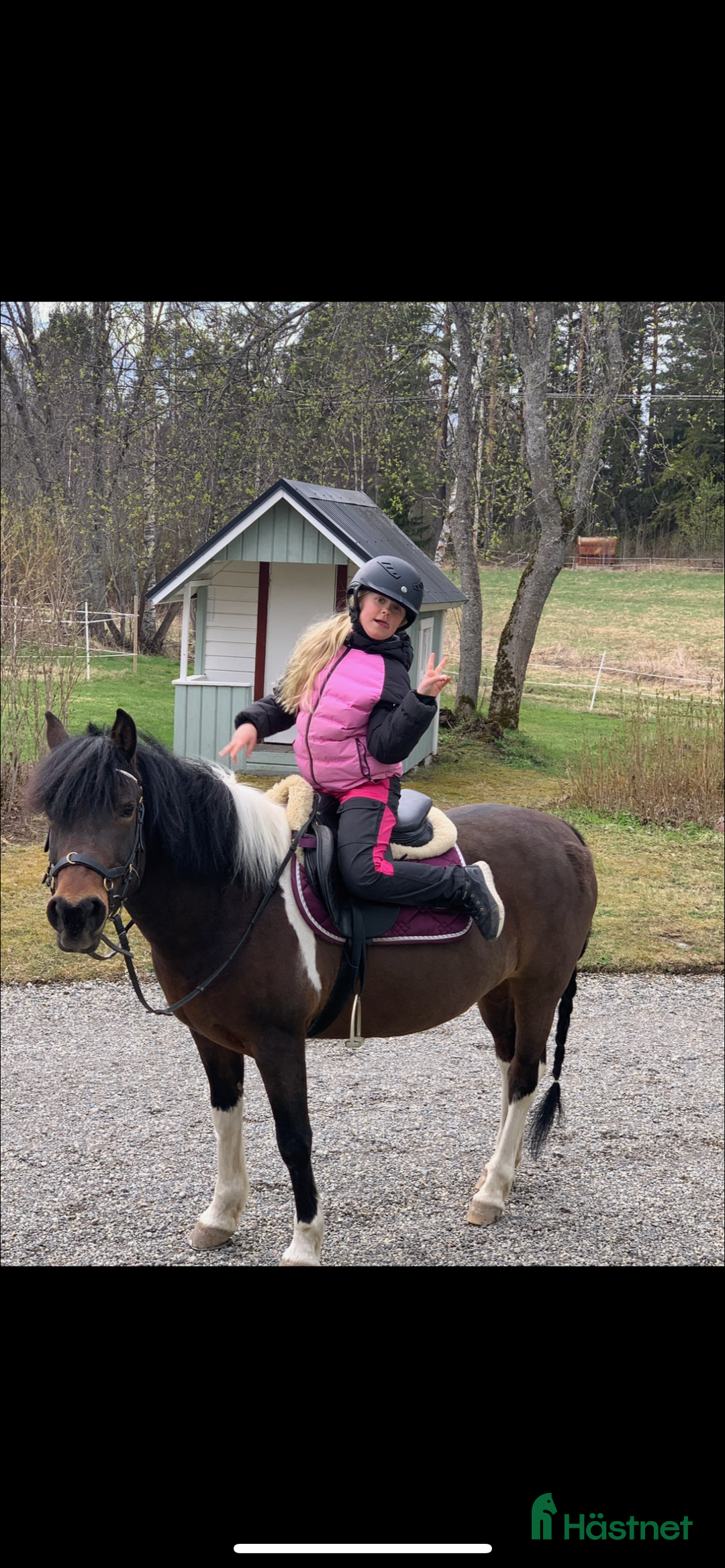 Sällskap hästar till salu: En bästa vän ❤️ i Ånge - Annons 3