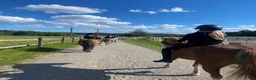  medryttarhäst finnes: 🐴 Medryttare sökes till Karlshems ponnyklubb 🐴 - Annons 5