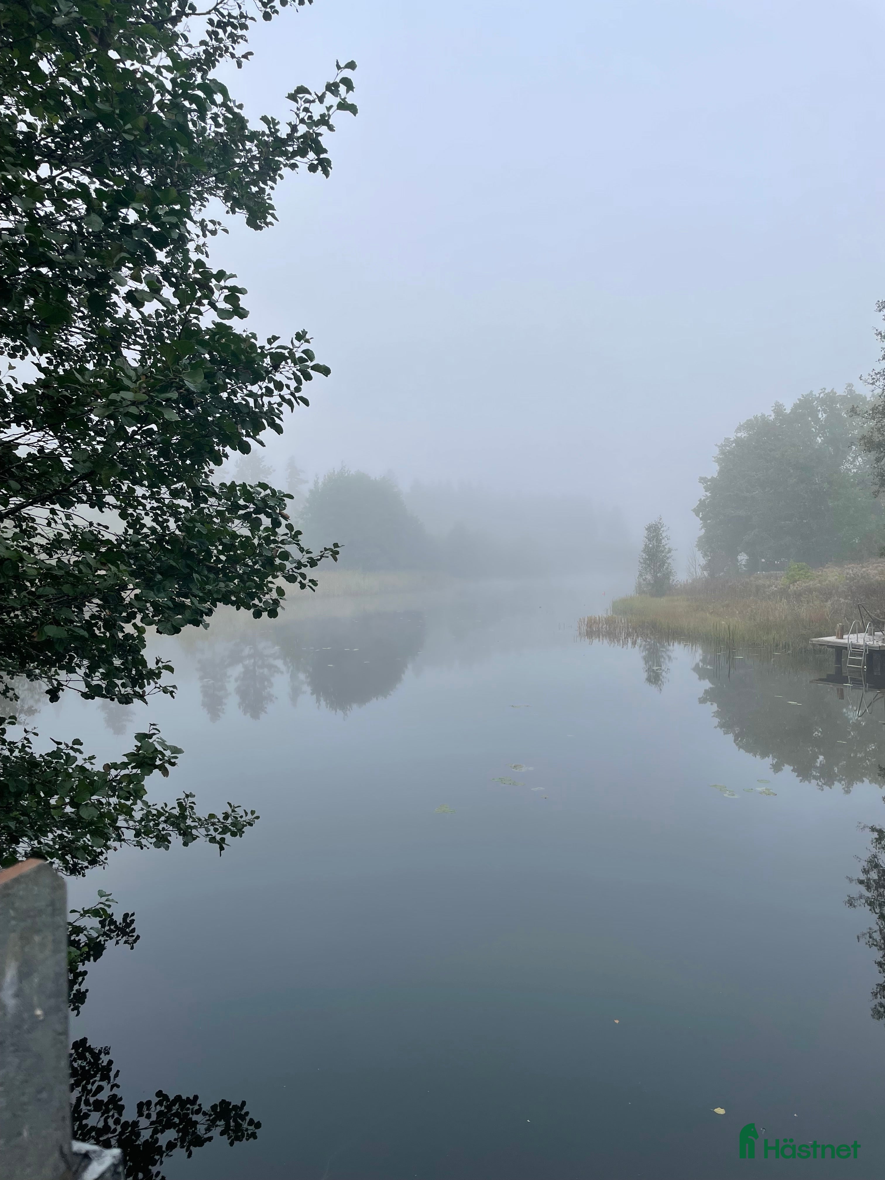  hästar Islandshäst - Annons 12