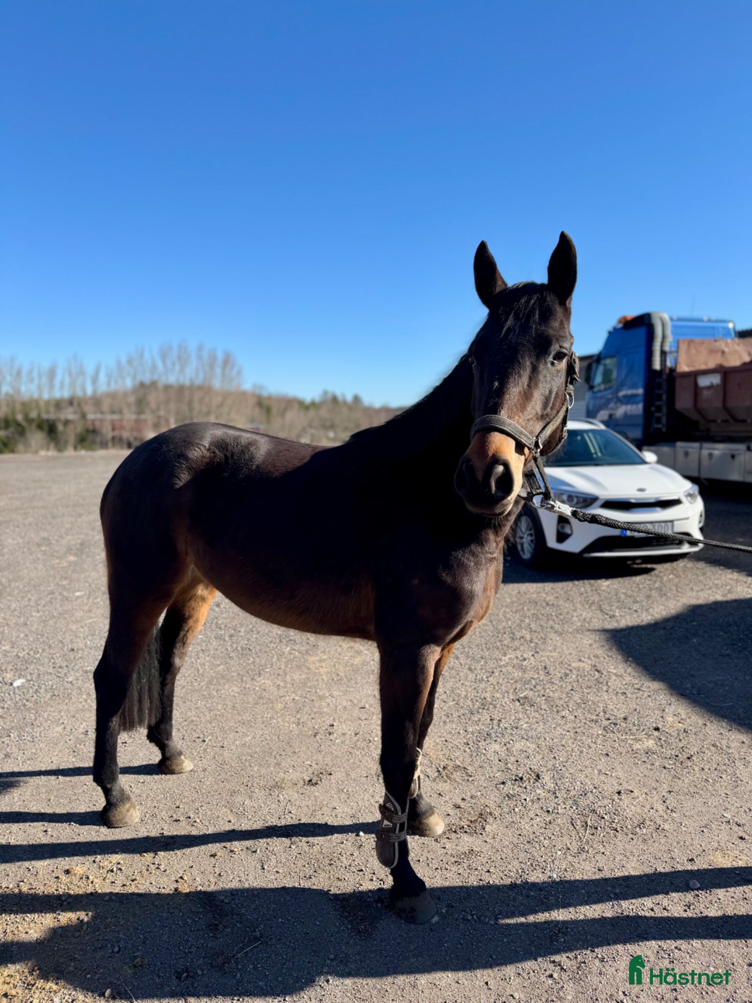  hästar Trevlig 4åring - Annons 16