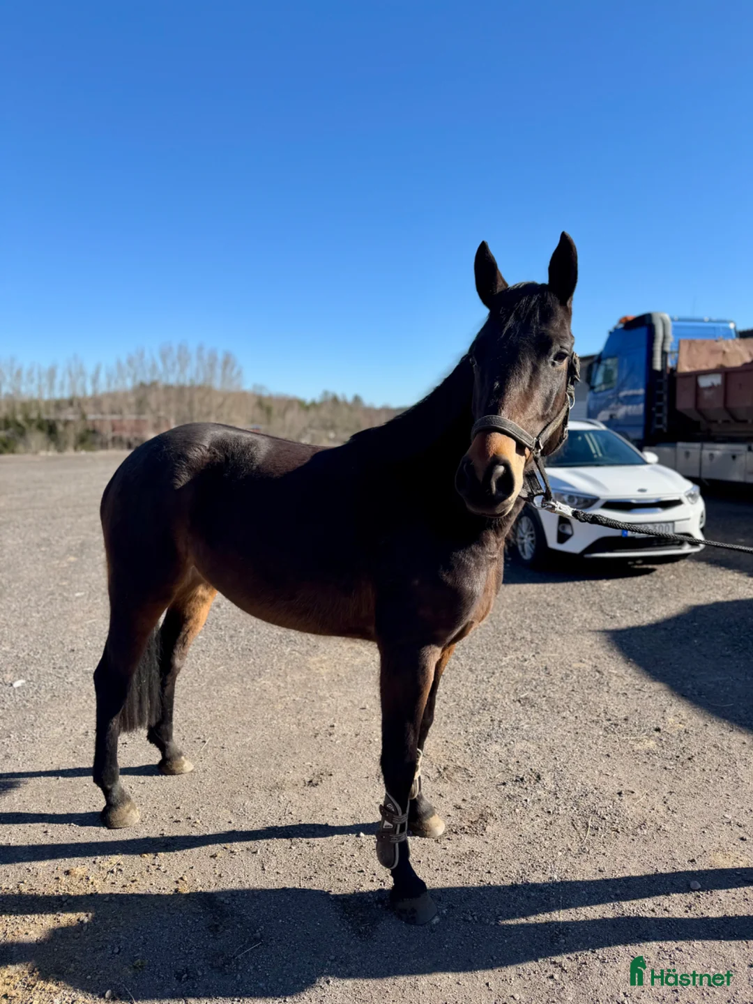 Hoppning hästar till salu: Trevlig 4åring - Annons 1