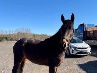 hästar Trevlig 4åring - Annons 16