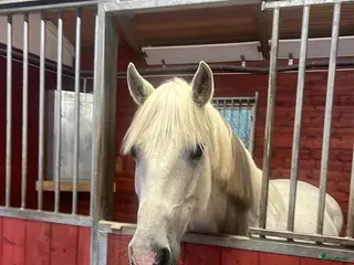 stallplats Stallplats i sorunda - Annons 18