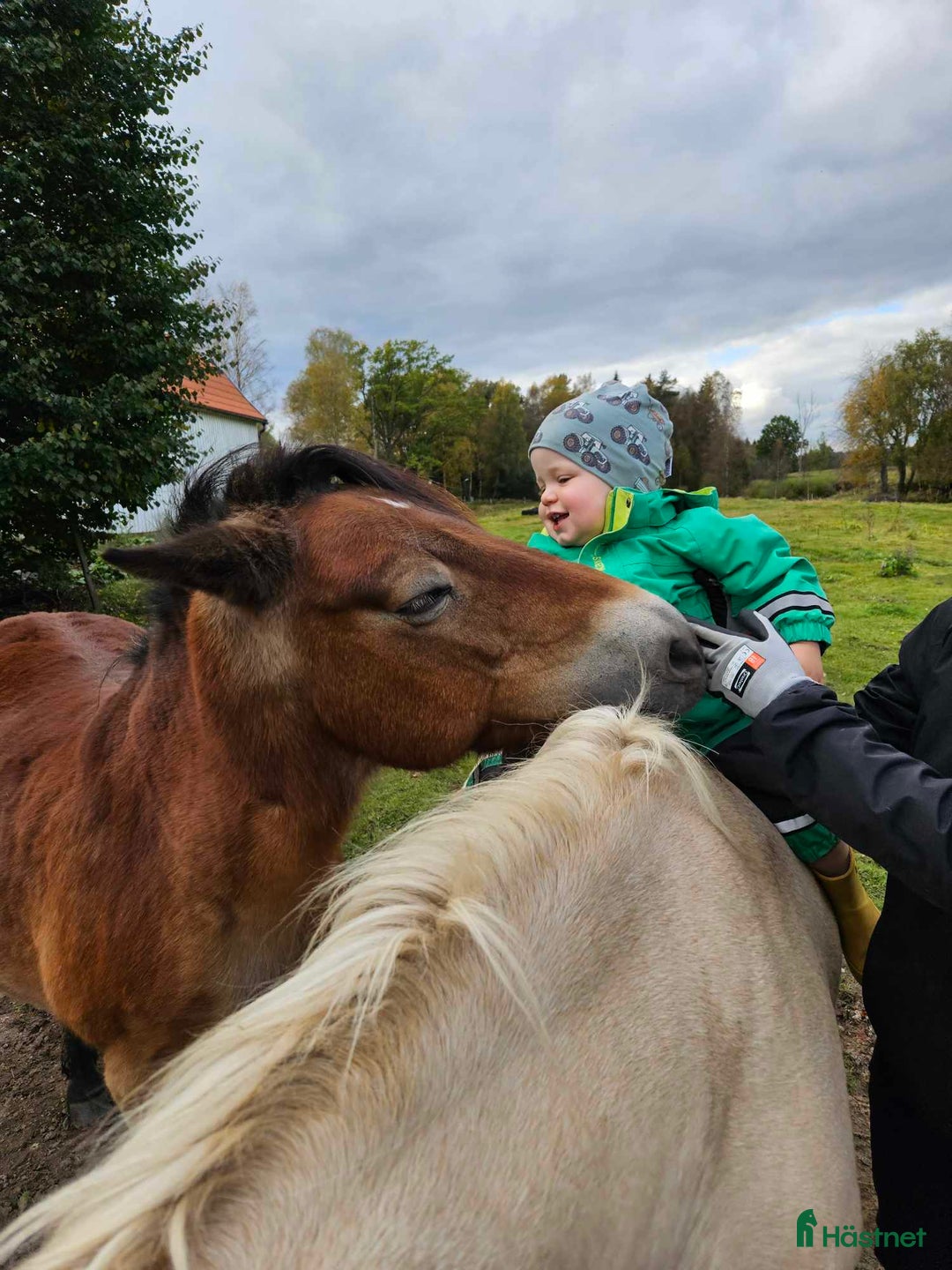 Allround hästar till salu: Xanté KL 752 i Holsljunga - Annons 7
