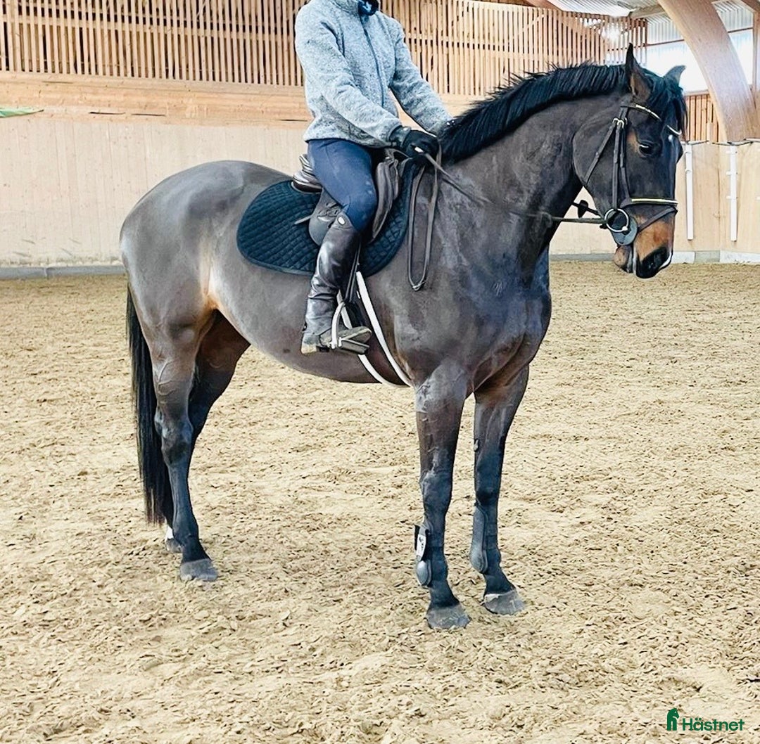 Hoppning hästar till salu: SWB 4åring i Knislinge - Annons 2