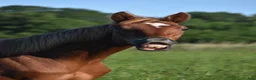 Hoppning hästar till salu: He.Ro Stud SUMMER SALE ! - Annons 4