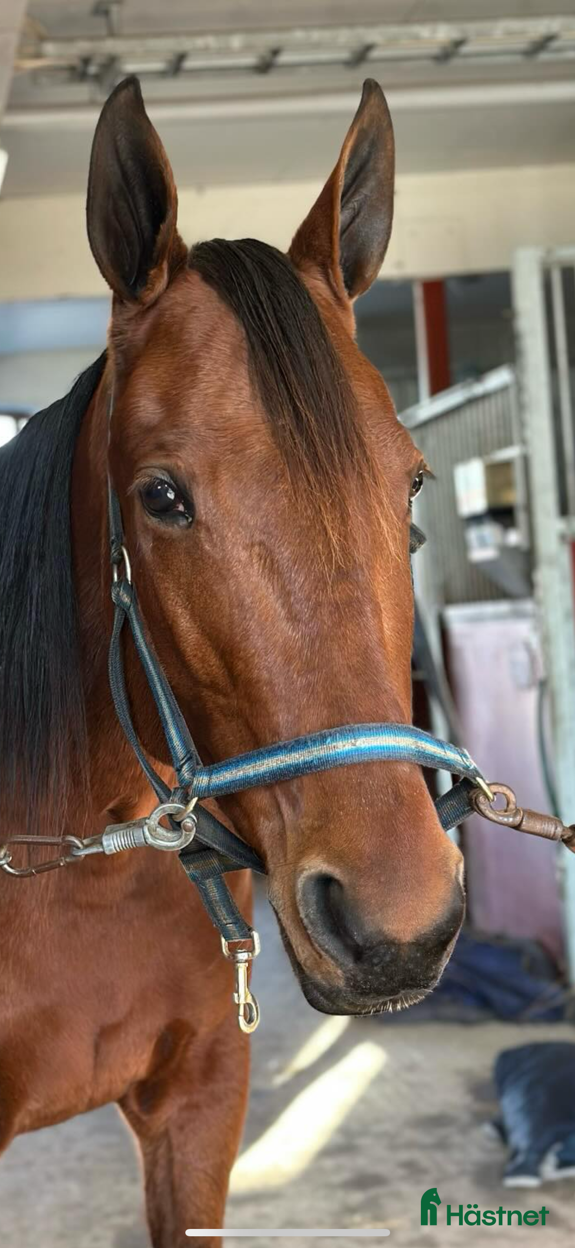  hästar En bästa kompis i Kvänum - Annons 2