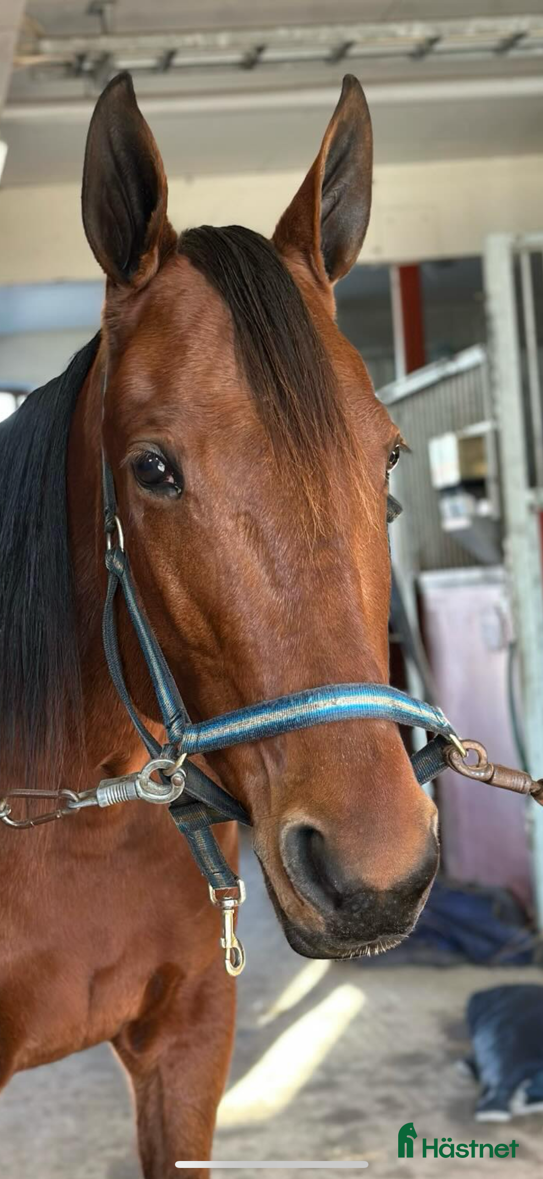 Allround hästar till salu: En bästa kompis i Kvänum - Annons 1