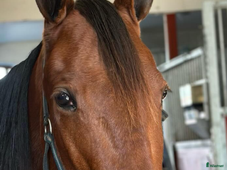 hästar En bästa kompis i Kvänum - Annons 1