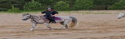  medryttarhäst finnes: Medryttare till 2 D-ponnies sökes i Västerhaninge - Annons 6