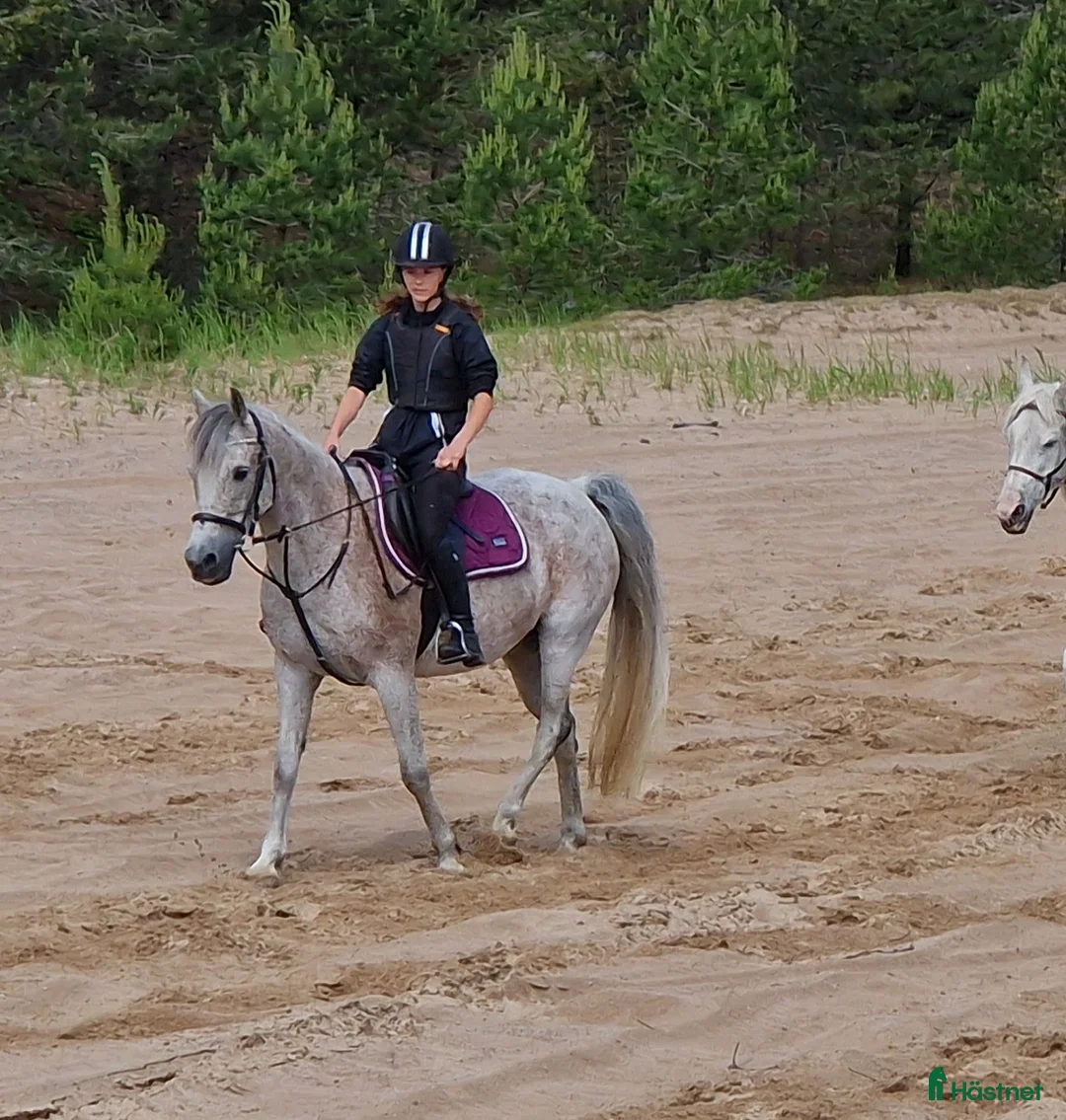  medryttarhäst finnes: Medryttare till 2 D-ponnies sökes i Västerhaninge - Annons 6