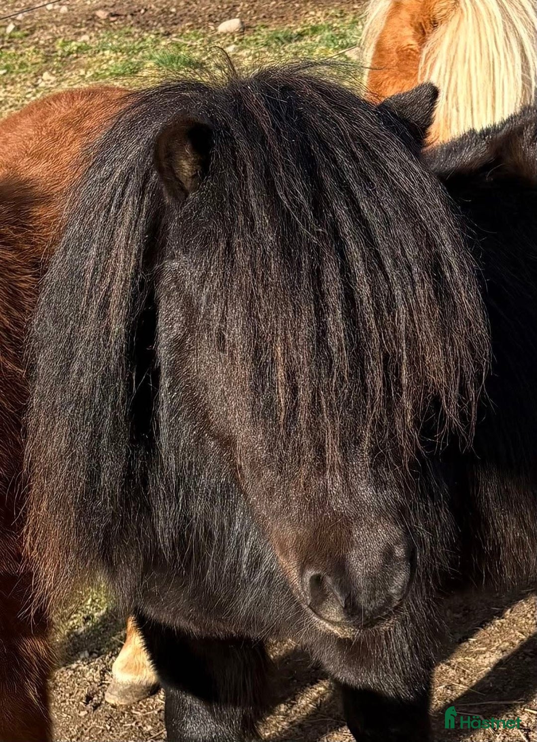 Allround hästar till salu: Shetland Russ Fjord  i Ulrika - Bild 32