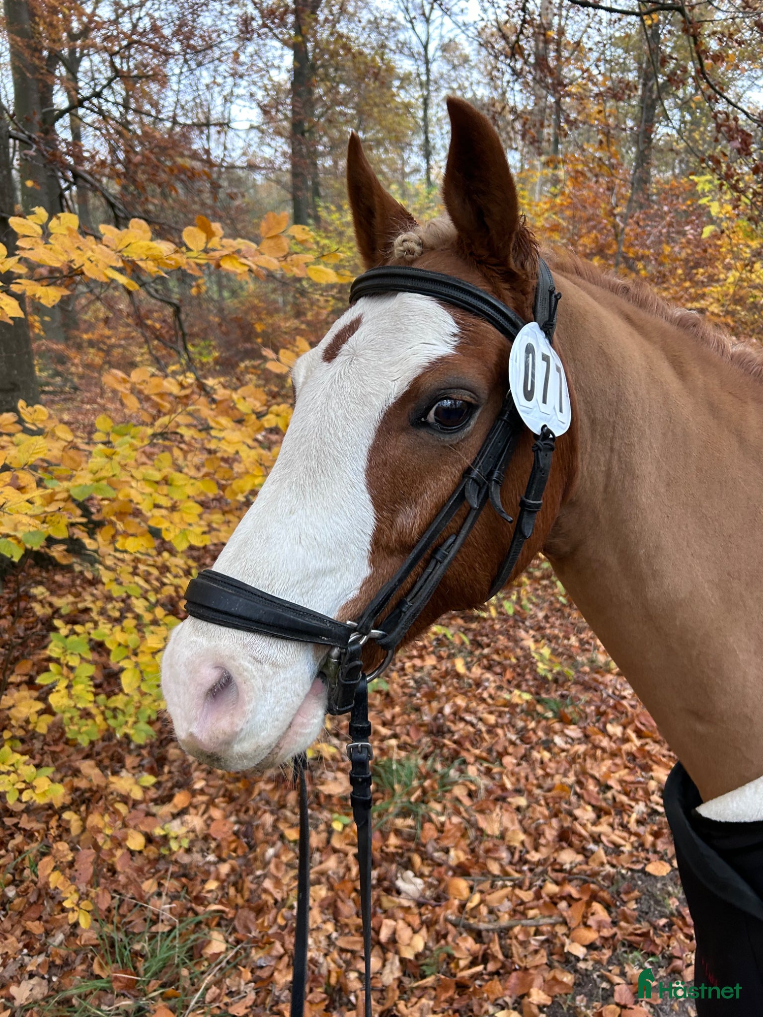  hästar Guldponnyn Arhults Amazon - Annons 2