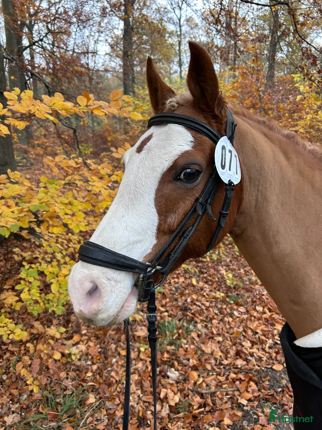 Allround hästar till salu: Guldponnyn Arhults Amazon - Annons 2