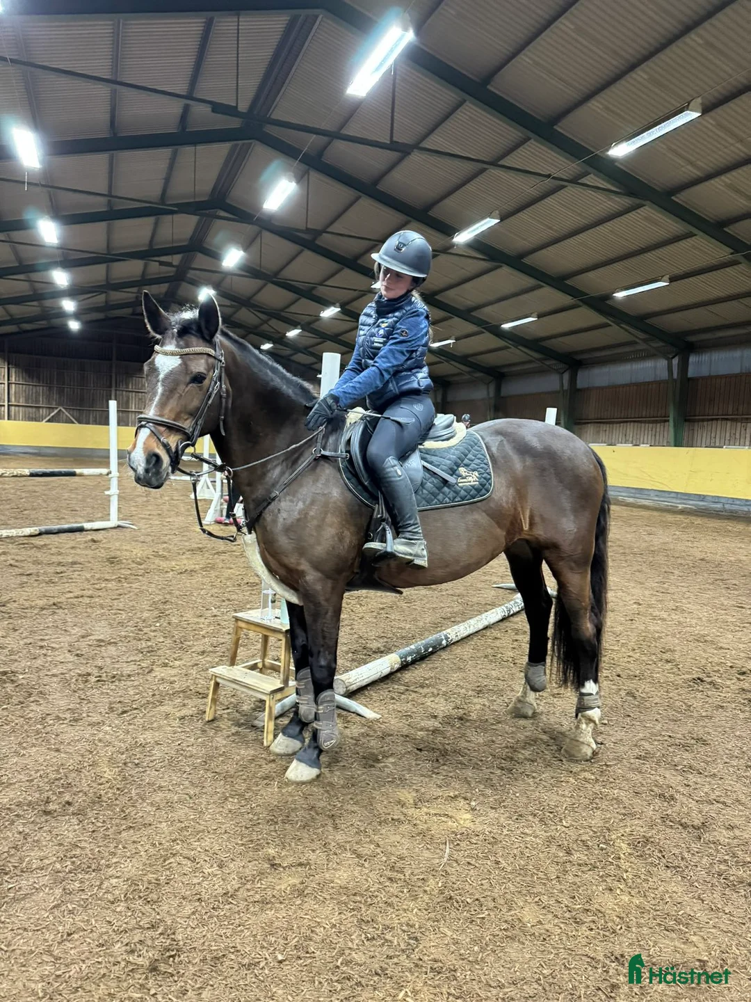 Allround hästar till salu: Snäll D-ponny söker sitt för alltid hem - Annons 3