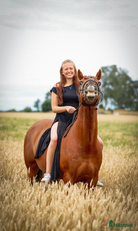 hästar i Storvreta - Annons 9