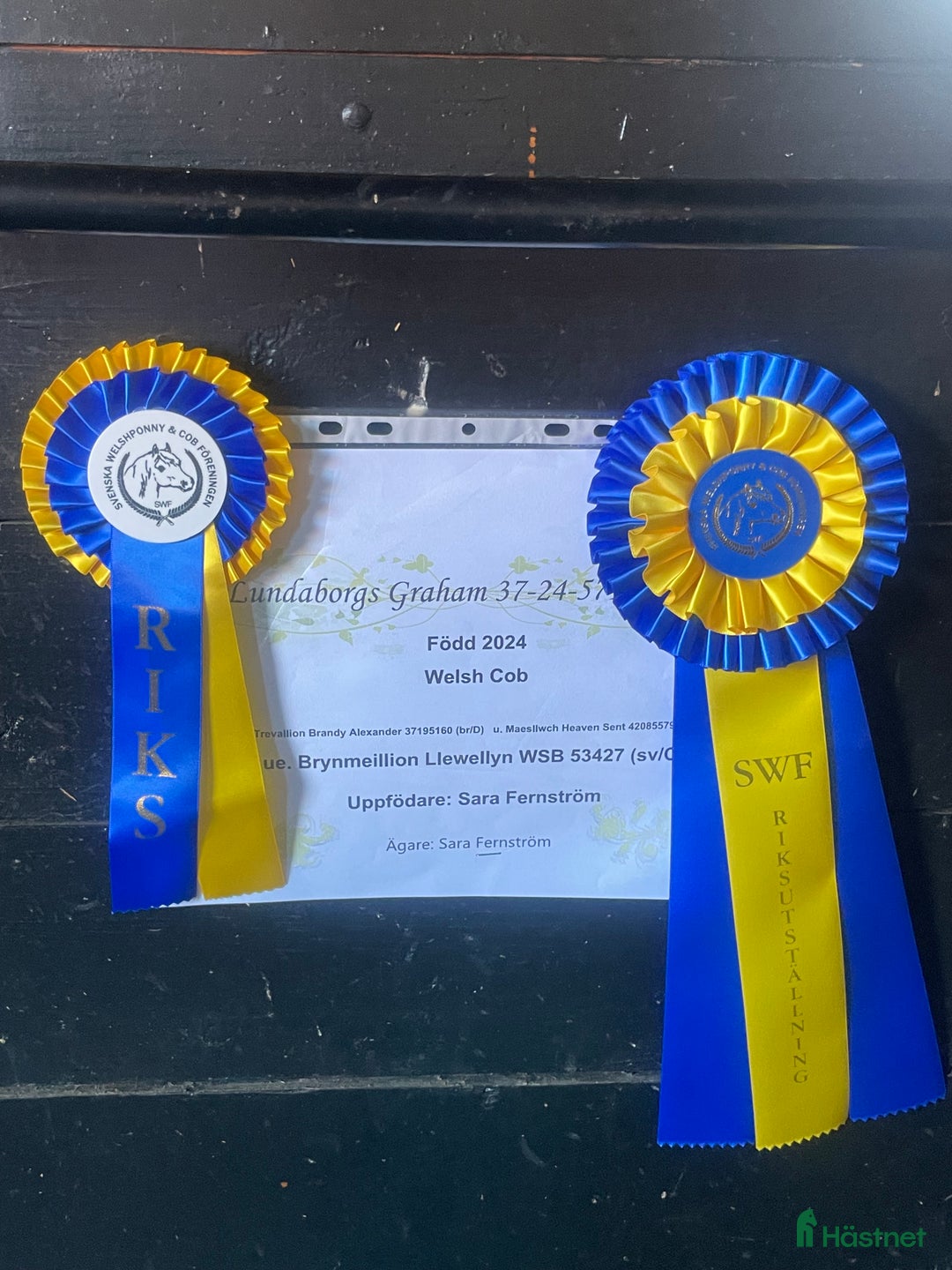 Allround hästar till salu: 🌟 Guldbelönad Welsh Cob  i Vingåker - Annons 2