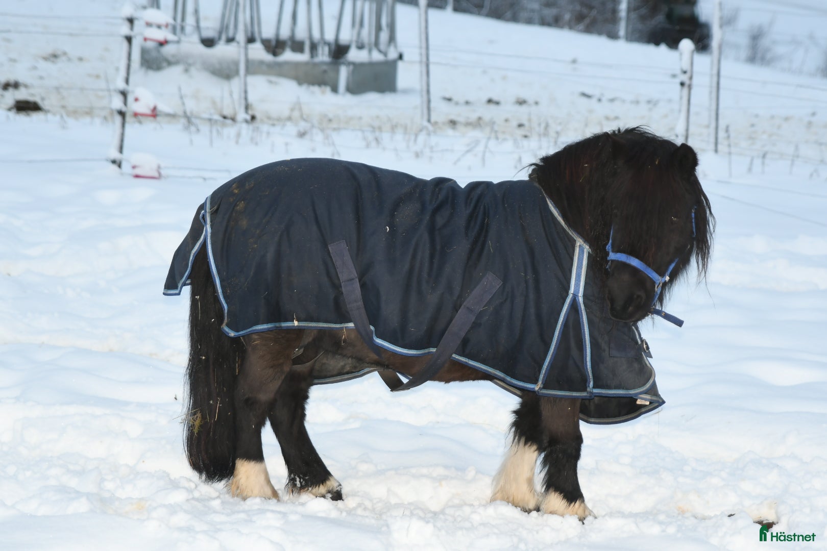  hästar Super snäll barn ponny - Annons 16