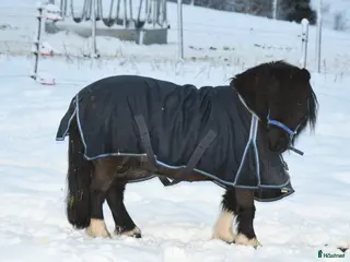 hästar Super snäll barn ponny - Annons 16