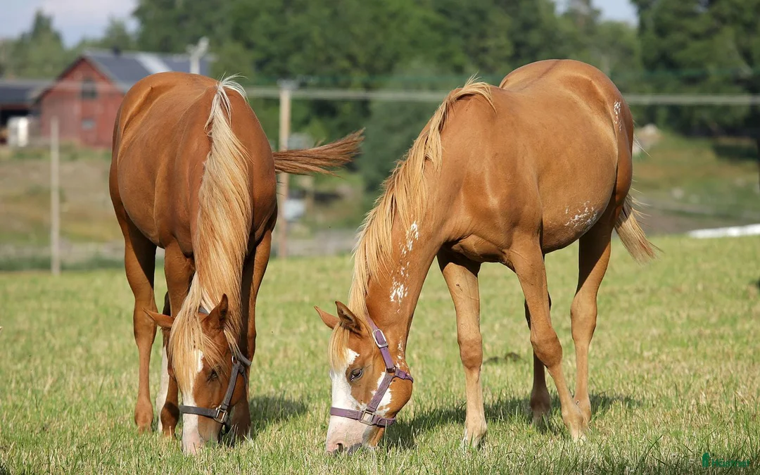 Western hästar till salu: Nu är det snart vår - Annons 2