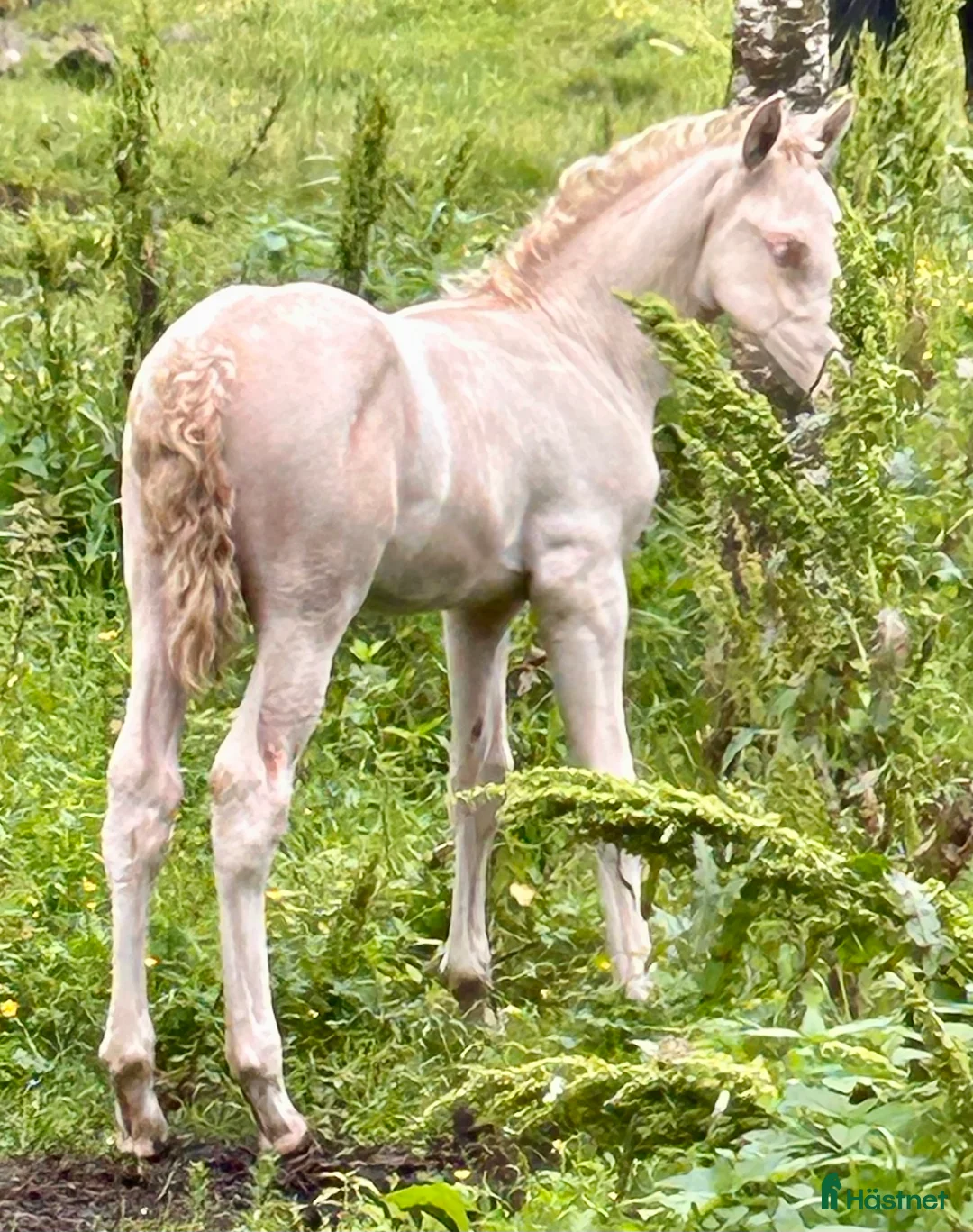 Allround hästar till salu: kvalitetsföl PRE, Sto och Perlino Hingst i Ullared - Annons 12