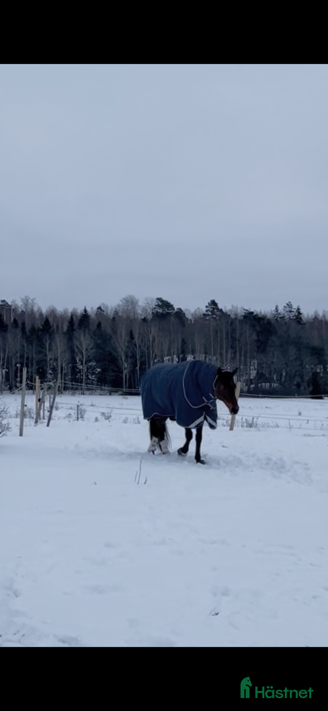Täcken hästutrustning till salu:  vintertäcke inkl hals  - Annons 3