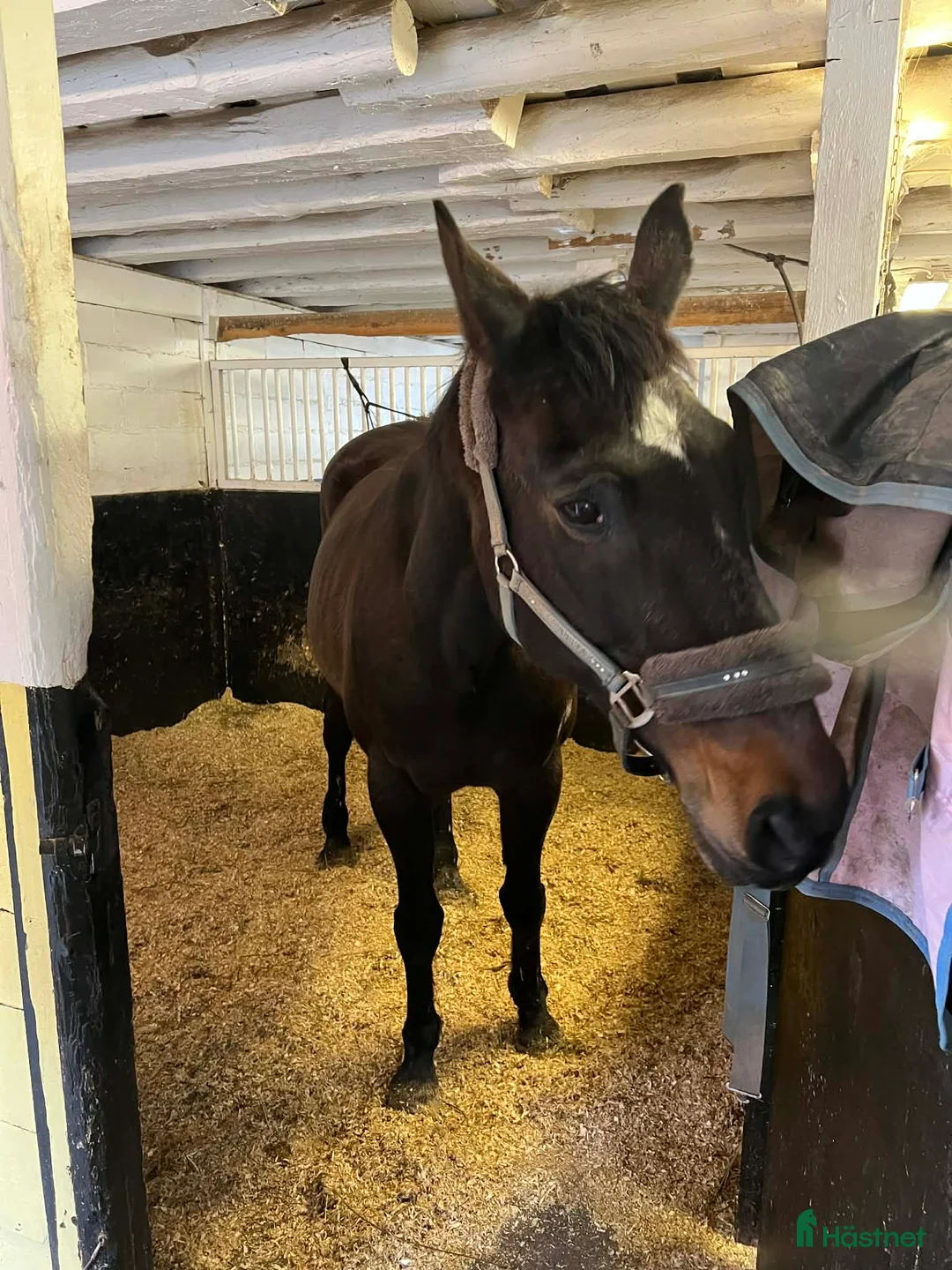 Allround hästar till salu: Sällskapshäst i Alingsås - Annons 1