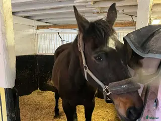 hästar Sällskapshäst - Annons 1