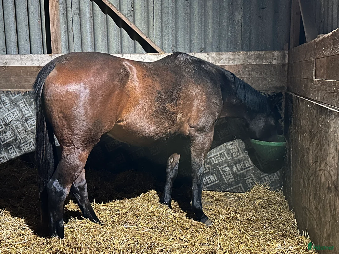 Avelshästar hästar till salu: Avelssto för fälttävlan  i Vollsjö - Annons 2