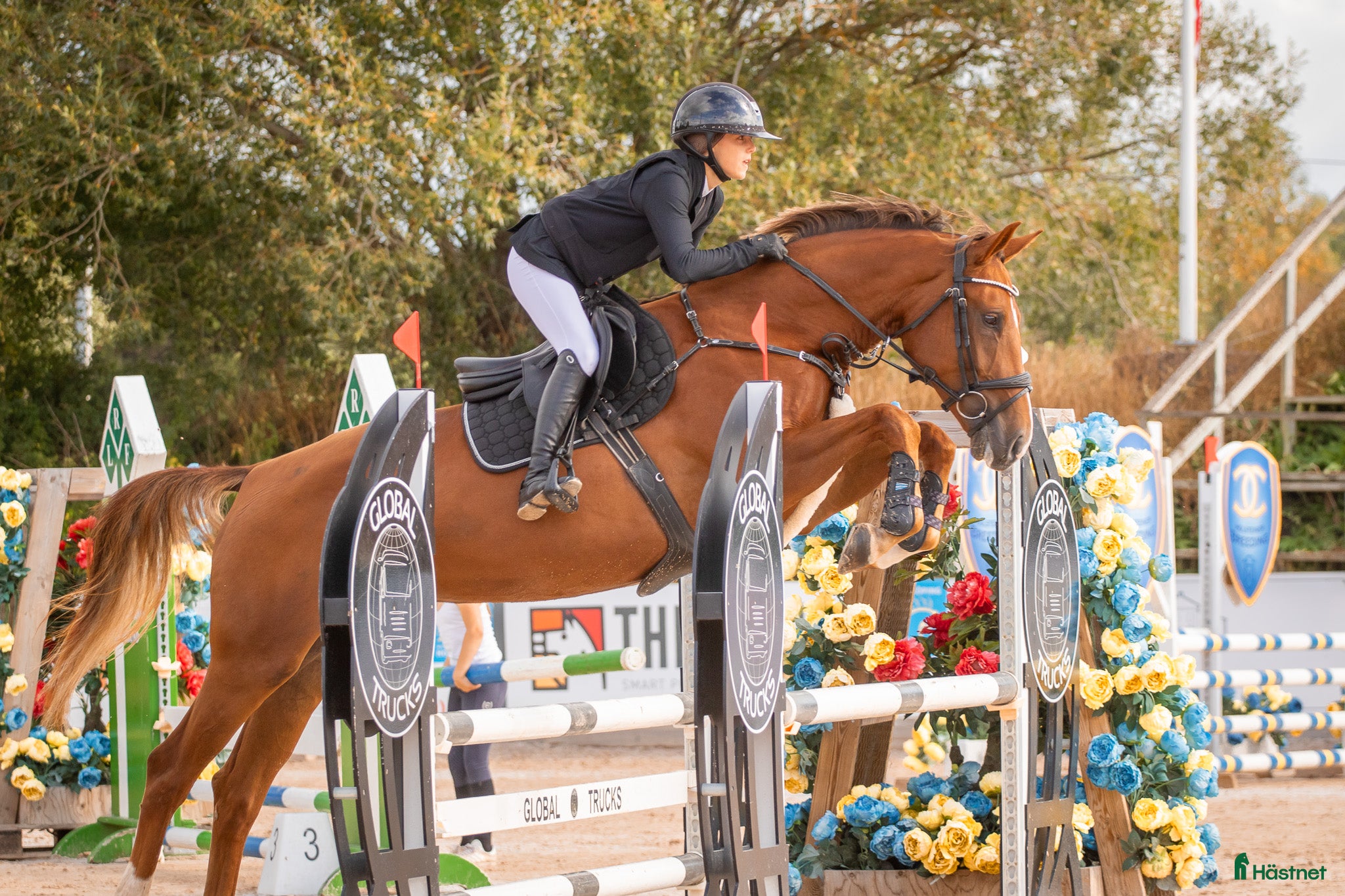  hästar Vackert sto i Vikbolandet - Annons 9