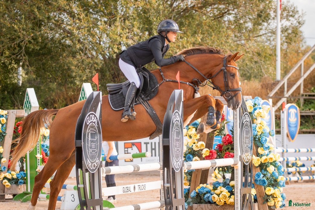 Hoppning hästar till salu: Vackert sto i Vikbolandet - Annons 1