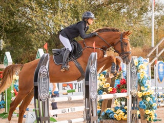 hästar Vackert sto i Vikbolandet - Annons 12