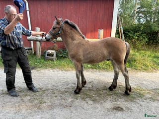 hästar Välhanterat hingstföl i Alfta - Annons 4