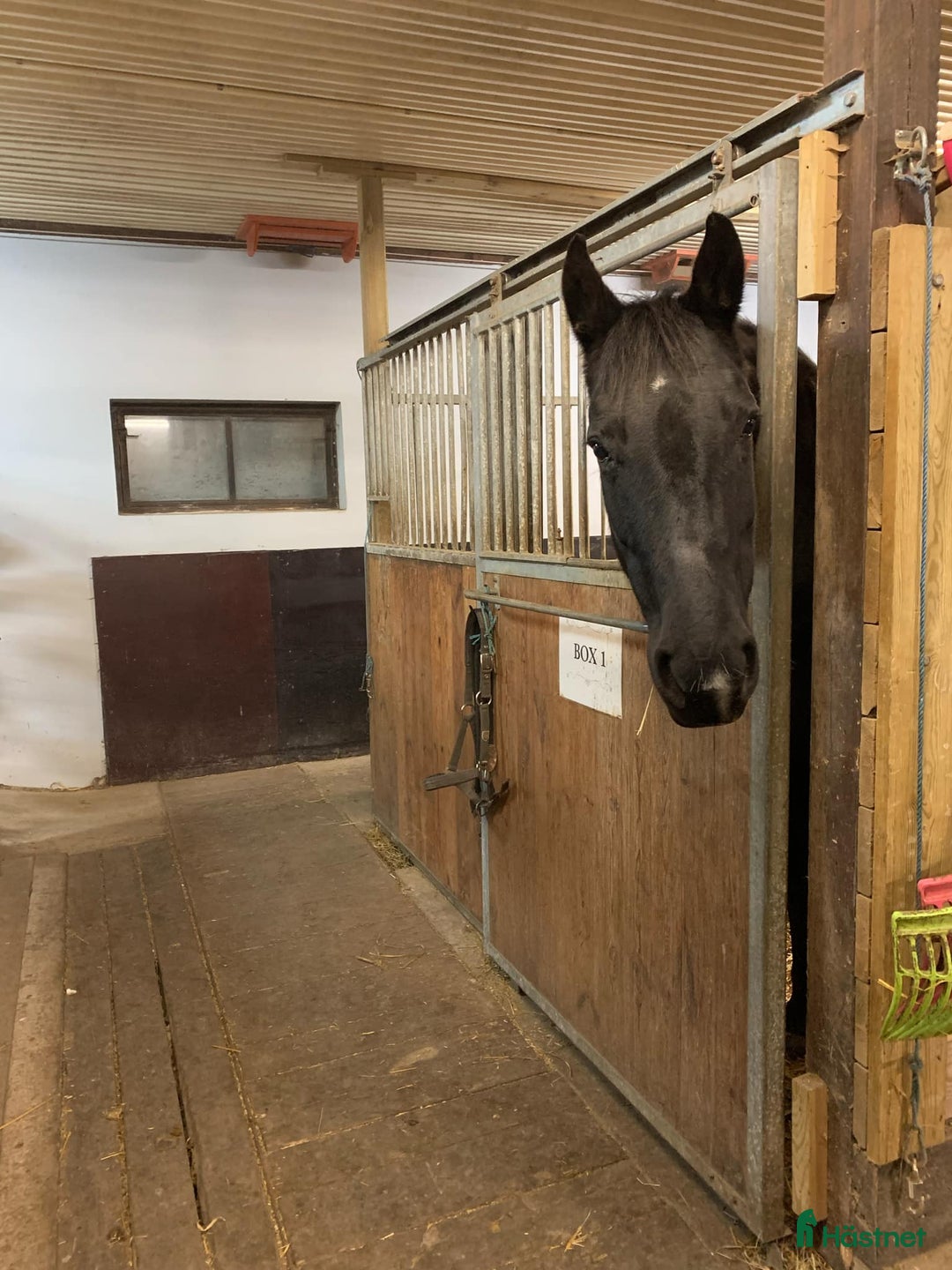  stallplats finnes: Lösdriftsplatser till sto i Örebro - Annons 3