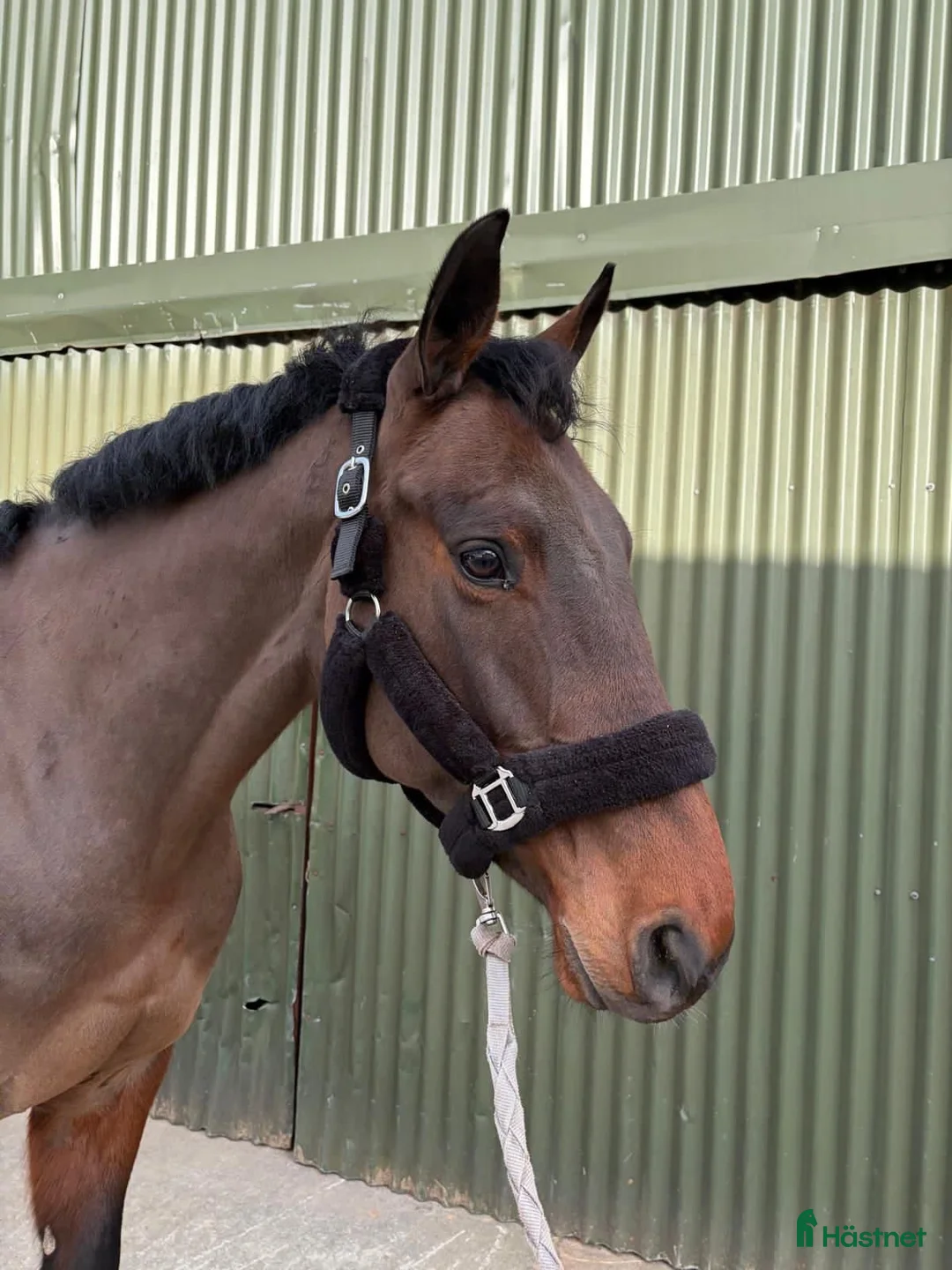 Allround hästar till salu: Potential Eventer Irish Sport mare - Annons 25