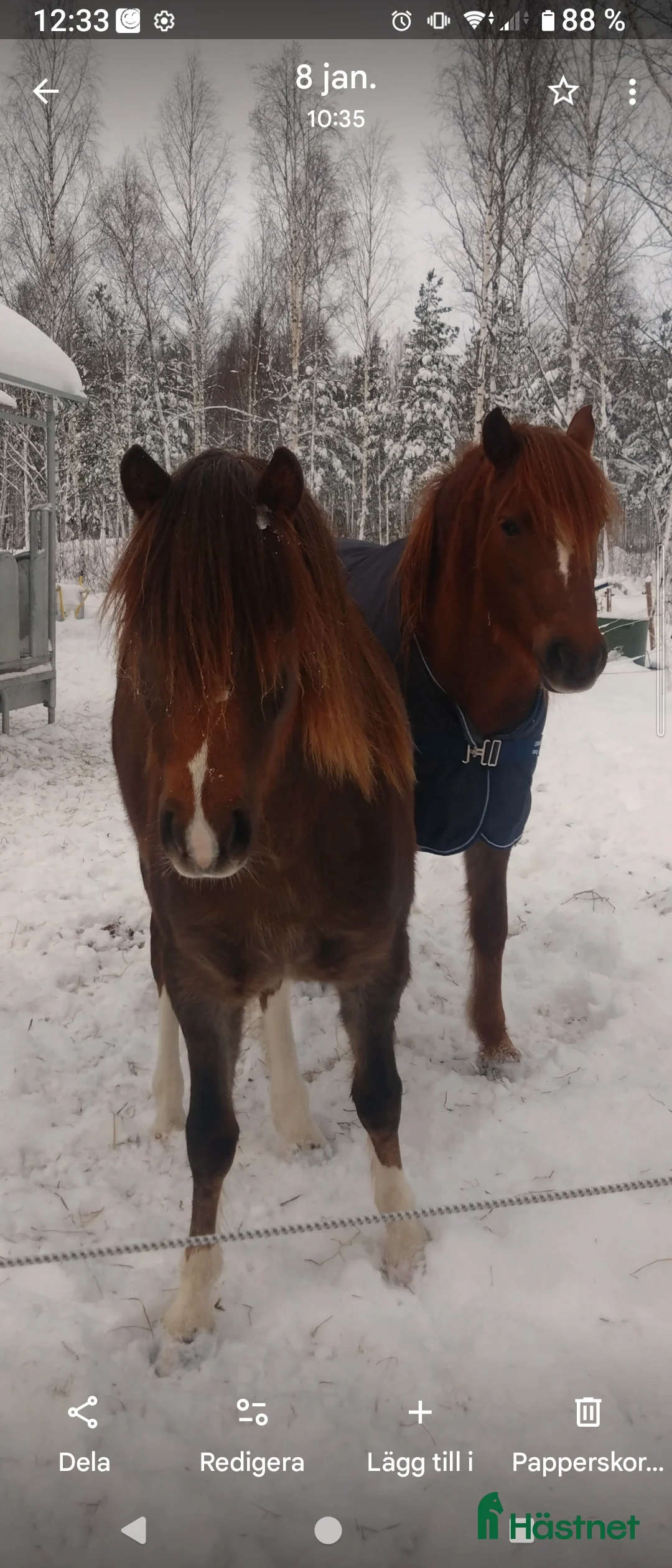 Allround hästar till salu: 2-årigt welshpartbreed sto - Annons 3