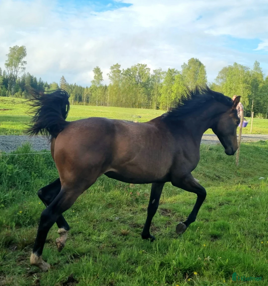Hoppning hästar till salu: Härligt sto 1 år - Annons 1