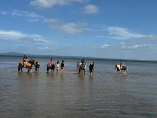 hästservice Ridläger sommaren 2026 - Annons 11