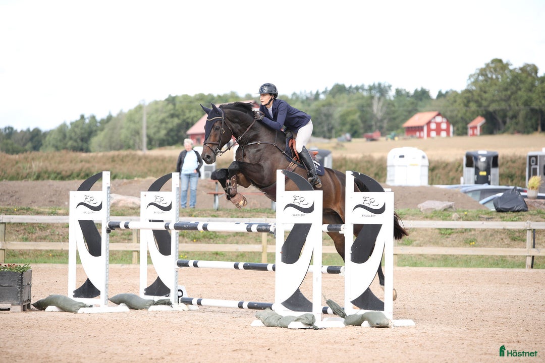 Hoppning hästar till salu: En valack som syns i mängden  i Linköping - Annons 2