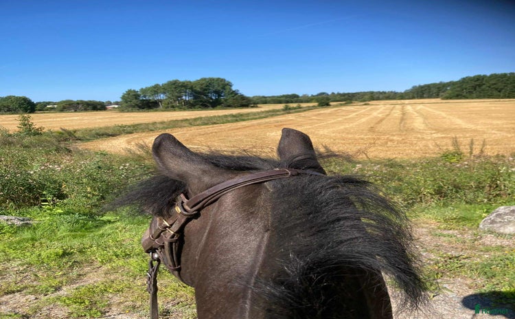  hästar i Skyttorp - Annons 13