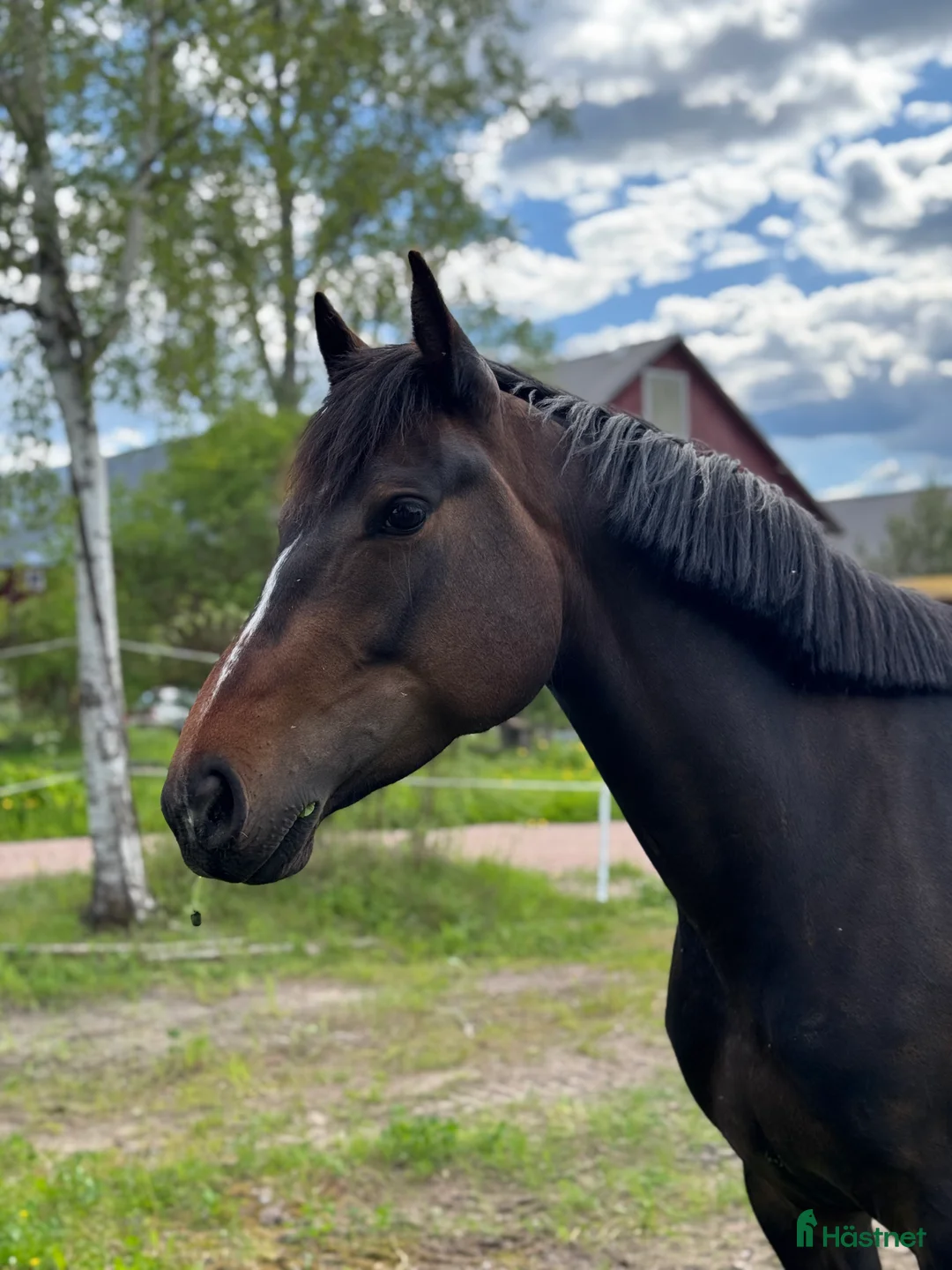 Allround hästar till salu: En otroligt snäll bästa vän! SWB - Annons 1