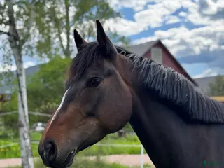 hästar En otroligt snäll bästa vän! SWB - Annons 8