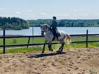 hästjobb Riding & stable duties - Annons 12