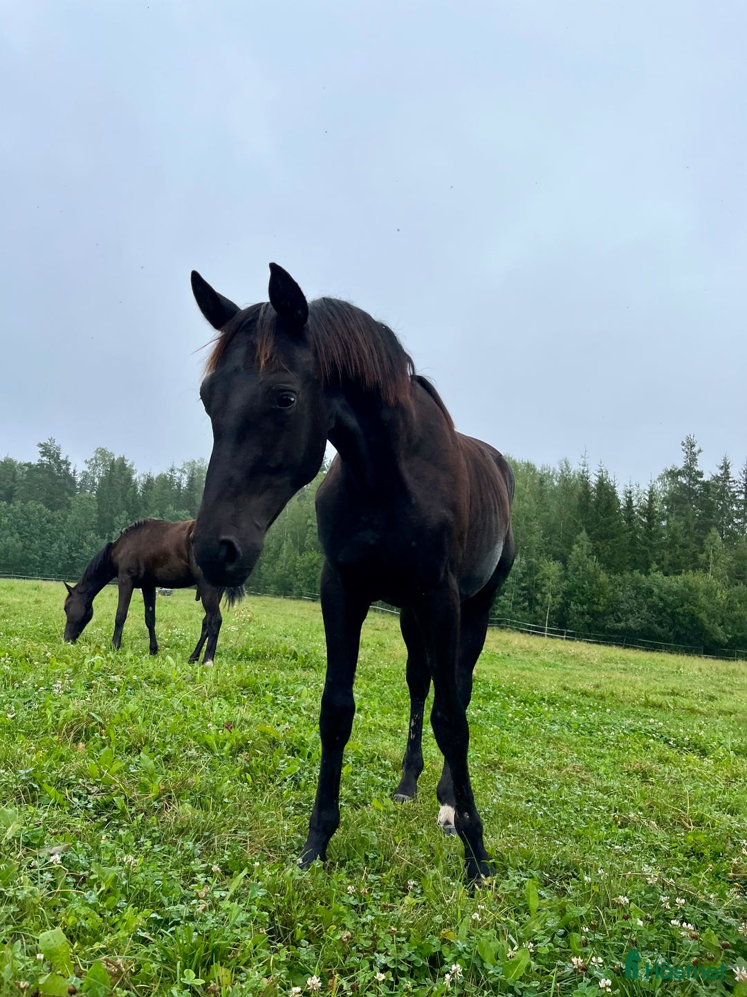 Dressyr hästar till salu: Lovande dressyrhingst för framtiden  i Stockholm - Annons 1