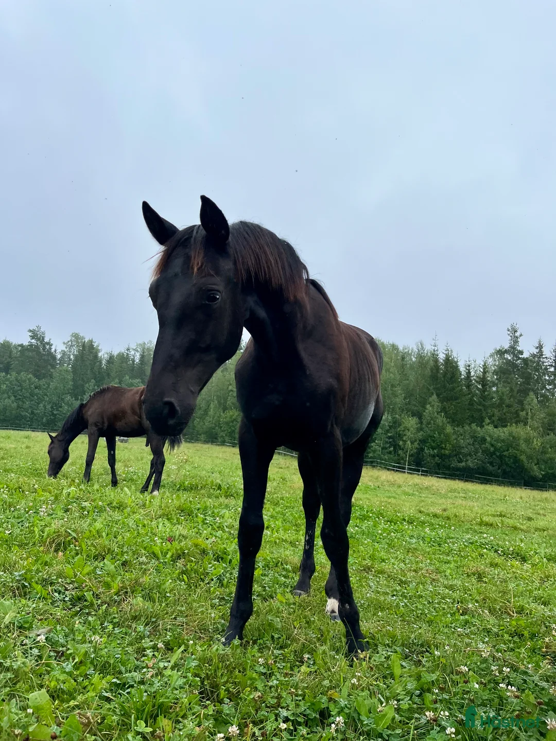 Dressyr hästar till salu: Lovande dressyrhingst för framtiden  i Stockholm - Annons 1