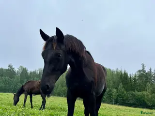 hästar Lovande dressyrhingst för framtiden i Stockholm - Annons 11